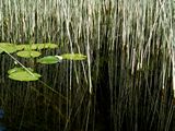 images/Environment/Environment_14.JPG